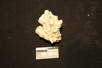 Petaloconchus intortus (Lamarck,1818) - Pliocene - Toscana